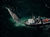 ¿Porqué recuperan algunas poblaciones ballenas?