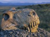 acerca nueva extinción masiva?