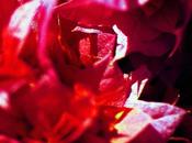 Reseña Trasluz" María Cristina Ramos.