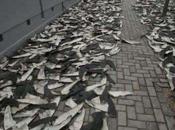 Vídeo impactante: Aletas tiburón calles Sheung