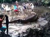 Cocodrilo marino capturado cerca Palawan Filipinas (vídeo)