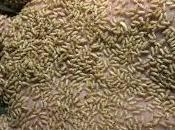 Significado soñar termitas según contexto actual.