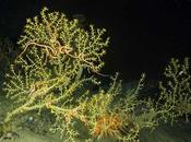 Cientos Kilómetros coral todavía muestran efectos derrame petróleo