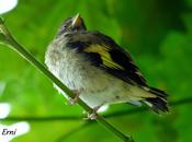 SÍNDROME NIDO VACÍO (Campamento Cabañes)