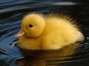 Significado soñar patos patitos según situación actual