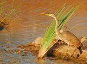 Fotografiando aves Marruecos.