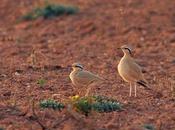 Birdwatching Sahara Atlántico Marroquí
