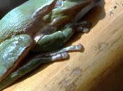 Ranas canarias