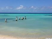 Volver Roques, siempre