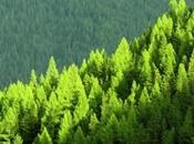 bosques mundo 2014: conclusiones