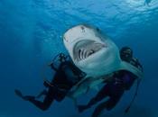 Esta táctica podría acabar ataques tiburón