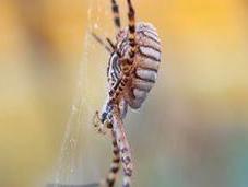 Araña Tigre