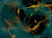 Bioingenieros crean tejido cerebral funcional