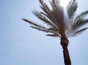 Palm Beach Mirror Glasses
