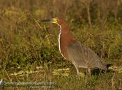 Hocó colorado (Rufescent tiger-Heron) Tigrisoma lineatum
