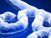 Todo Sobre Virus Ebola