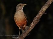 Zorzal colorado Rufous-bellied Thrush) Turdus rufiventris