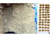 dieta paleolítica pudo haber incluido caracoles 10000 años antes pensaba