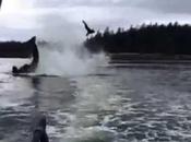 Orca lanza despiadadamente "león marino" metros aire
