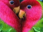 Amor Natural