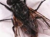 Colombiana descubre moscas ayudan curar heridas