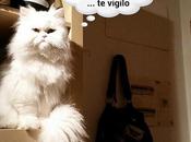 Estamos Agustito LVII. Vigilo