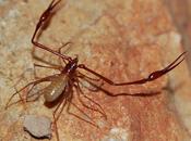 Workshop Bioespeleología Portugal