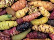 Oca, tubérculo andino