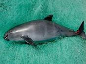 vaquita marina enfrenta extinción inminente ¿puede salvada?