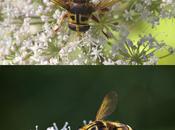 Milesia crabroniformis (Fabricius, 1775)