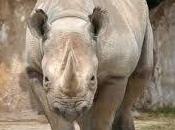 Soñar rinocerontes indica ciertos aspectos personalidad