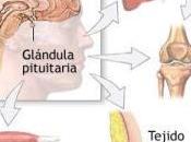 Hormona crecimiento riesgo ictus