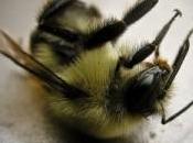 Abejas robot