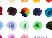 Rosas preservadas…flores para amor eterno