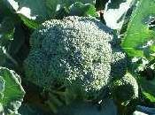 Brocoli