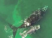 Increíble vídeo aéreo filmado dron captura mamá bebé ballena jugando