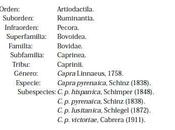 cabras comen