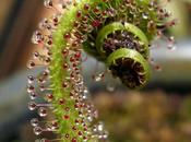 misterio Drosera