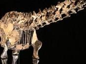 ¿Adiós Diplodocus? (¡Entre otros!)