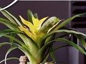 Guzmania. Planta Mayo