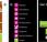 Windows Phone