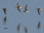 CORRELIMOS ZARAPITÍN (Calidris ferruginea) ANILLADO NORUEGA