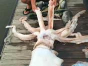 Calamar gigante muerto encontrado pescadores costa Texas