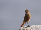 Migración paseriformes estabilidad meteorológica