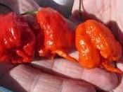 ardiente récord guindilla destripadora