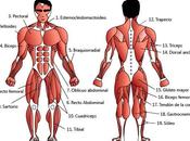 músculos cuerpo humano
