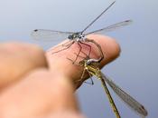 Lestes sponsa (Hansemann, 1823)