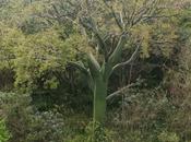 Ceibo, gigante bosque seco