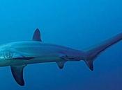 Formidable cola tiburón zorro metros larga)