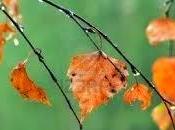 Otoño, queridísimo Otoño
